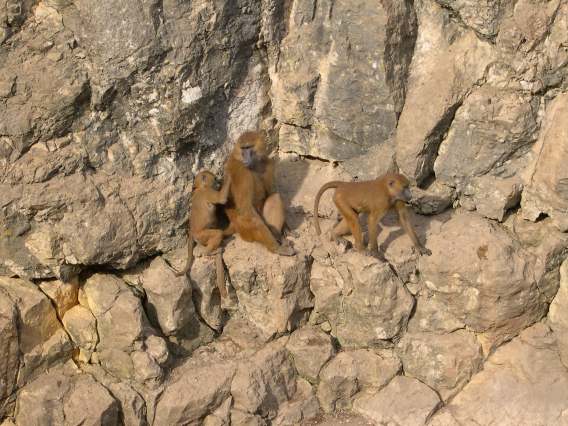  Babouins (zoo de la citadelle)